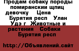 Продам собаку породы помиранскии щпиц  девочку  › Цена ­ 9 000 - Бурятия респ., Улан-Удэ г. Животные и растения » Собаки   . Бурятия респ.